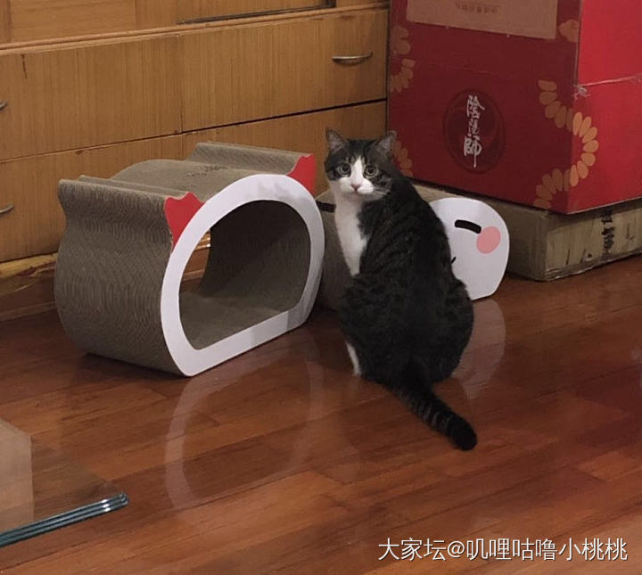 新玩具_猫