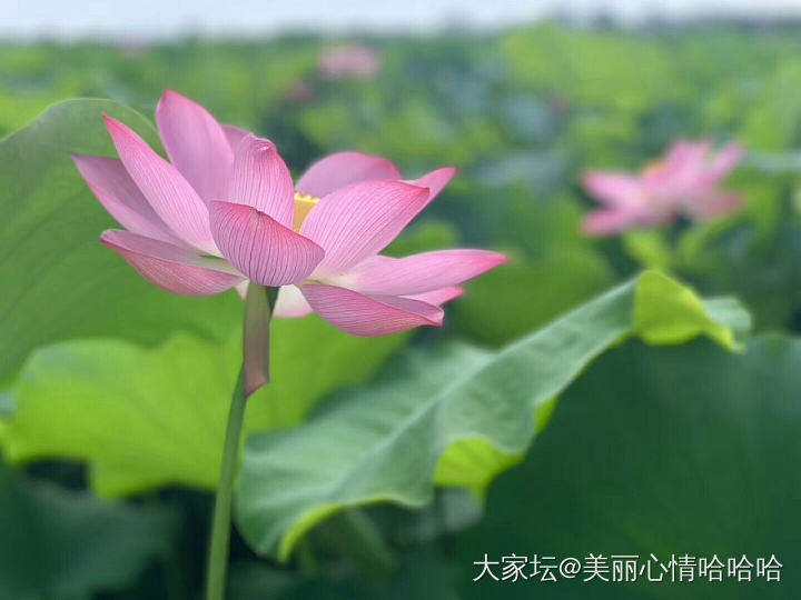 映日荷花别样红_花水生植物植物景色