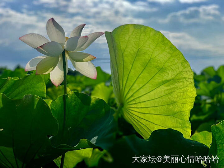 映日荷花别样红_花水生植物植物景色