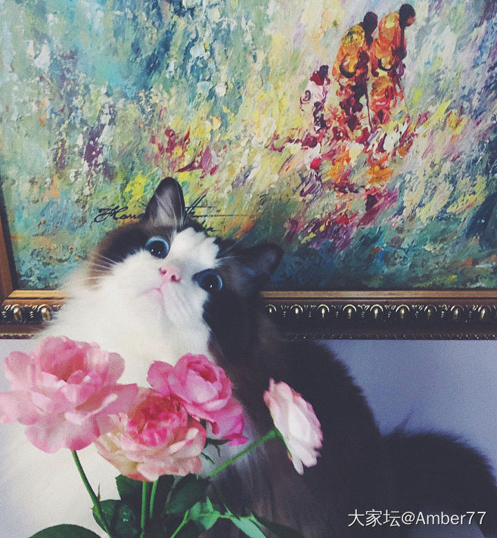 早🌸傻白甜😘_猫