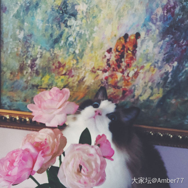 早🌸傻白甜😘_猫