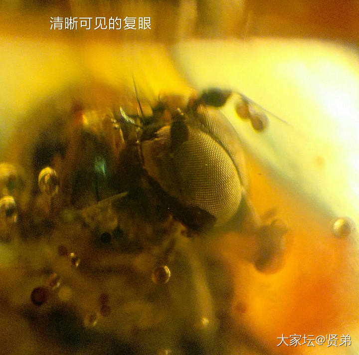 一刹那就是永恒——虫珀_虫珀