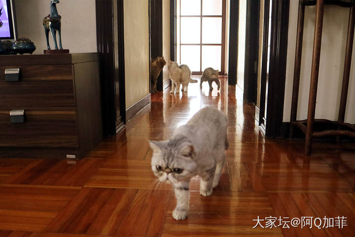 小不点霸气走路_猫