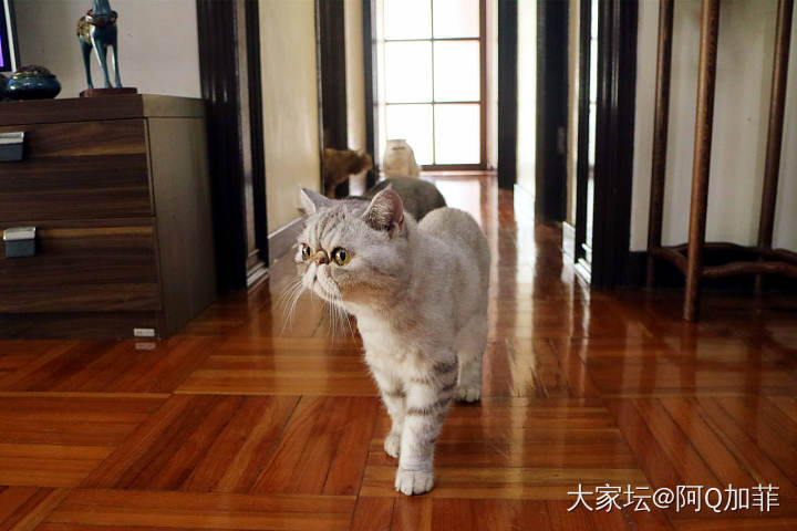 小不点霸气走路_猫