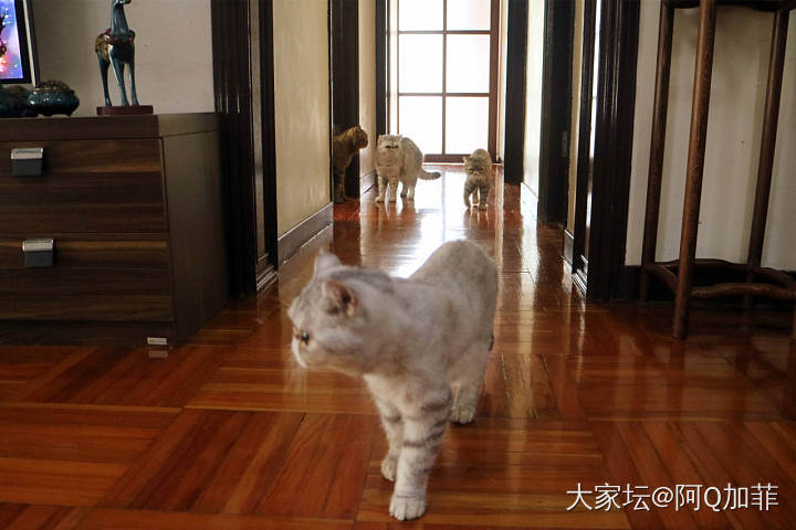 小不点霸气走路_猫