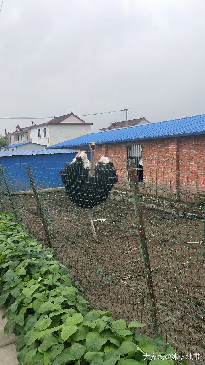 对面走来一只鸵鸟哈哈_鸟