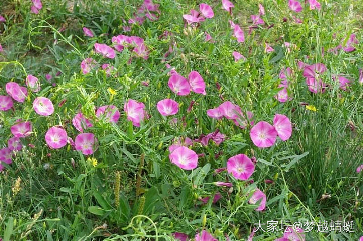 打破碗碗花和打碗碗花，哈哈😄_花