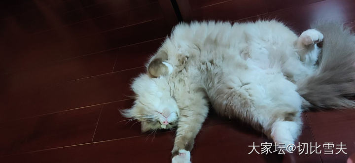 昨天我爸把我家猫骂了一顿_猫