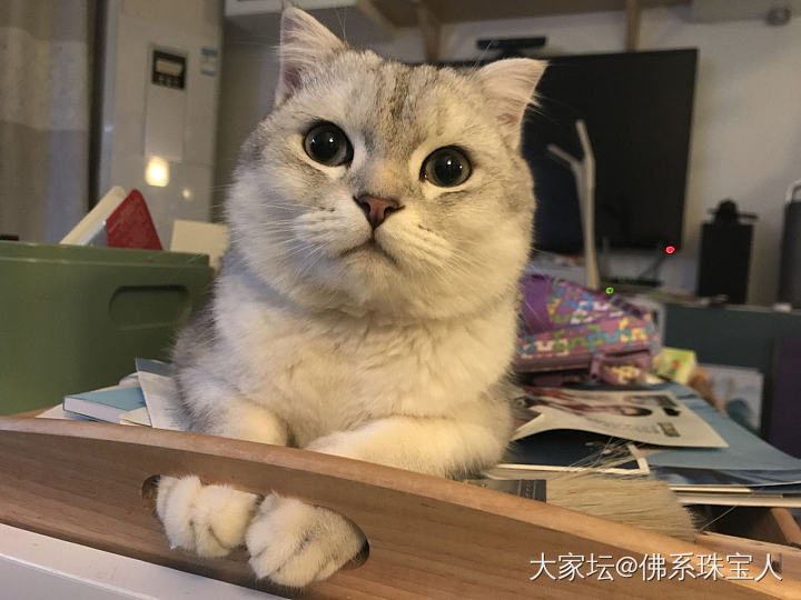 怎么办？坛子真的有毒啊！_猫