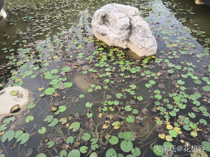 美吗？原来，家门口也这么美了，人约黄昏后，月上柳梢头，还有那些垂钓翁以及狐步舞者..._大家谈闲聊