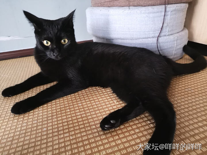 别人家的煤球VS我家的煤球_猫