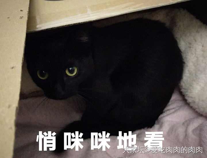 别人家的煤球VS我家的煤球_猫