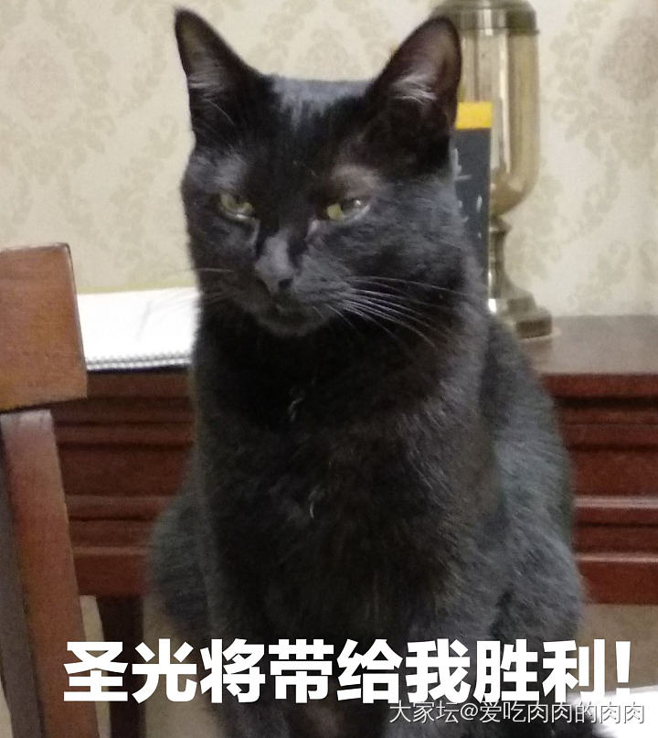 别人家的煤球VS我家的煤球_猫