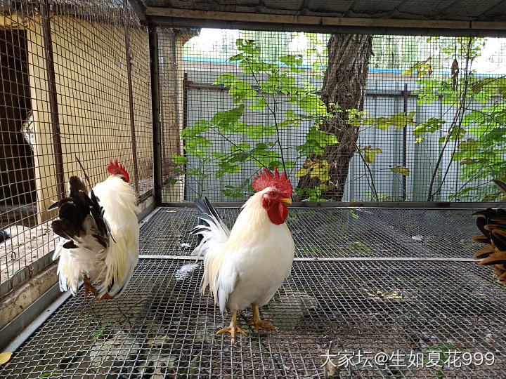 动物里最喜欢大公鸡_国画闲聊