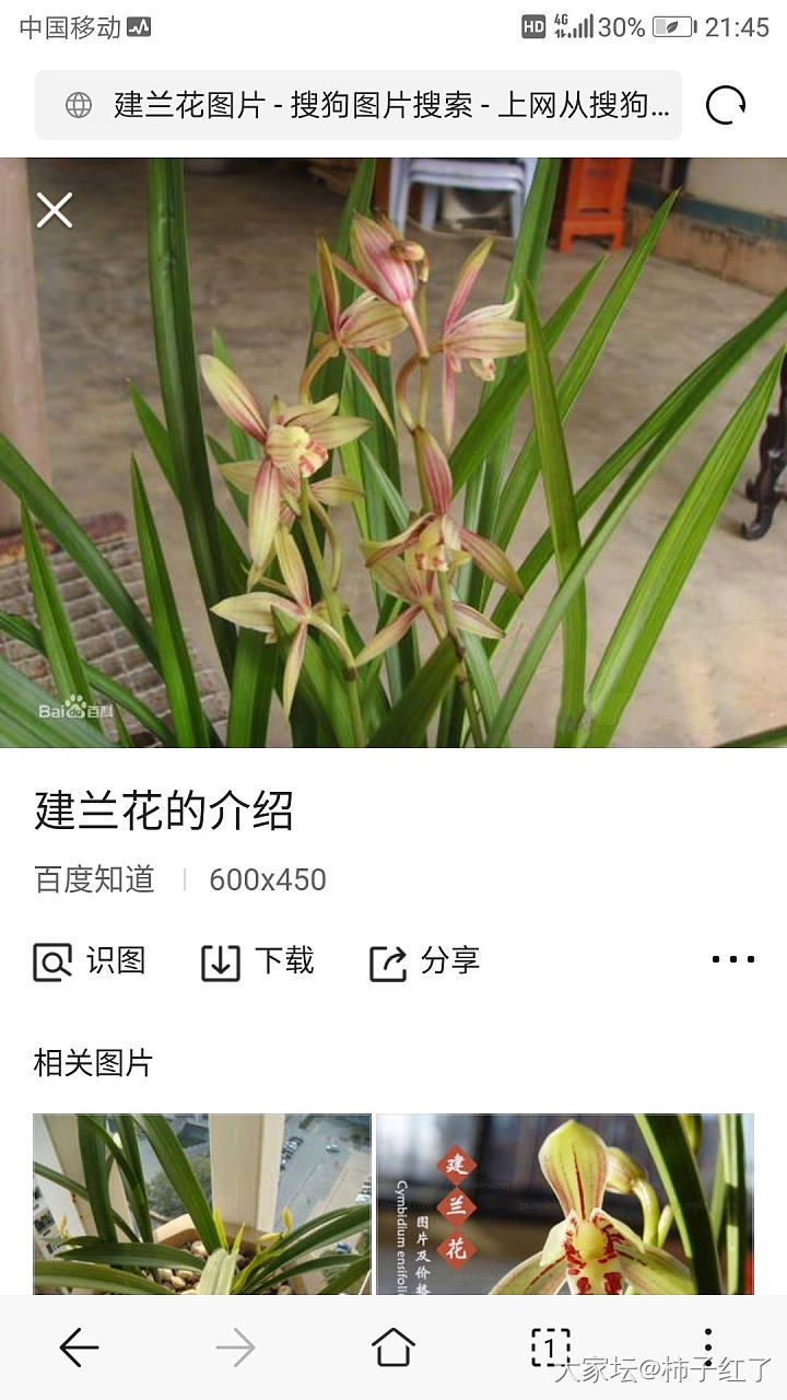 兰花又开啦_花