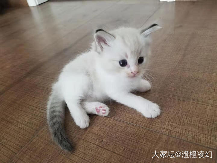 朋友家的猫仔_猫宠物