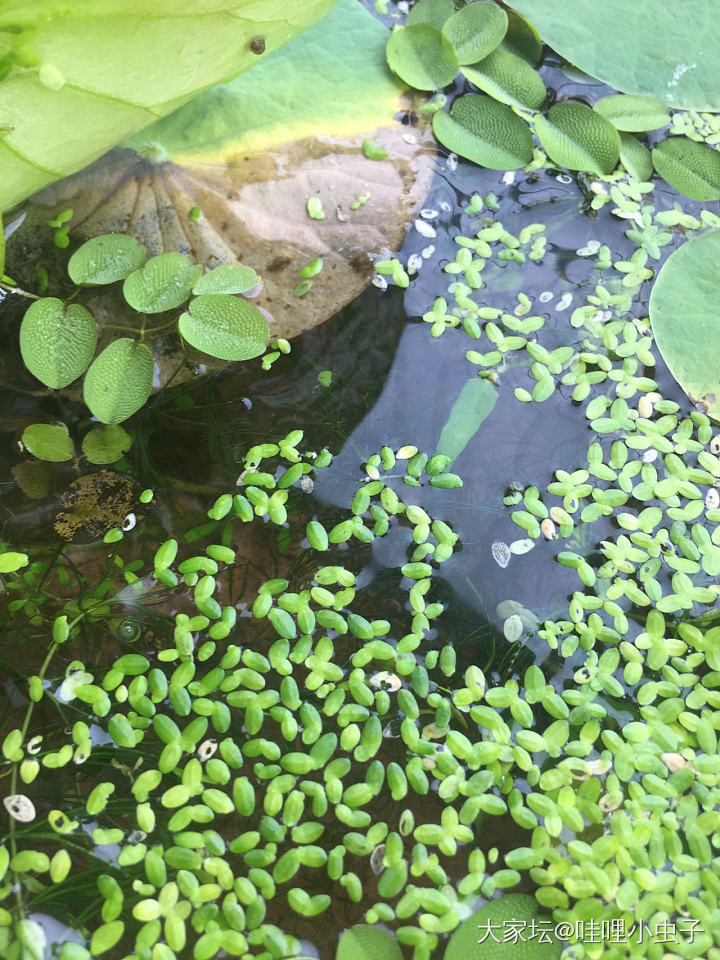 白莲花你好_水生植物