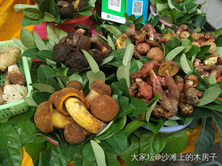這個季節的雲南 是松茸的季節_食材