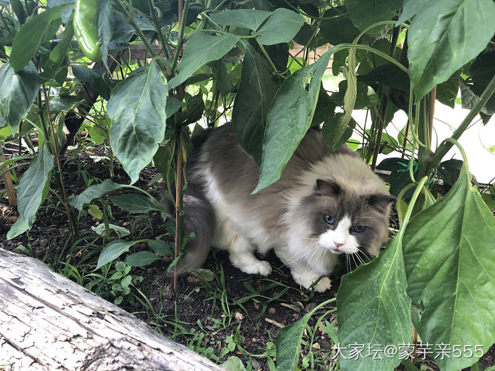 我们家辣椒地里不止长辣椒 还长......_猫