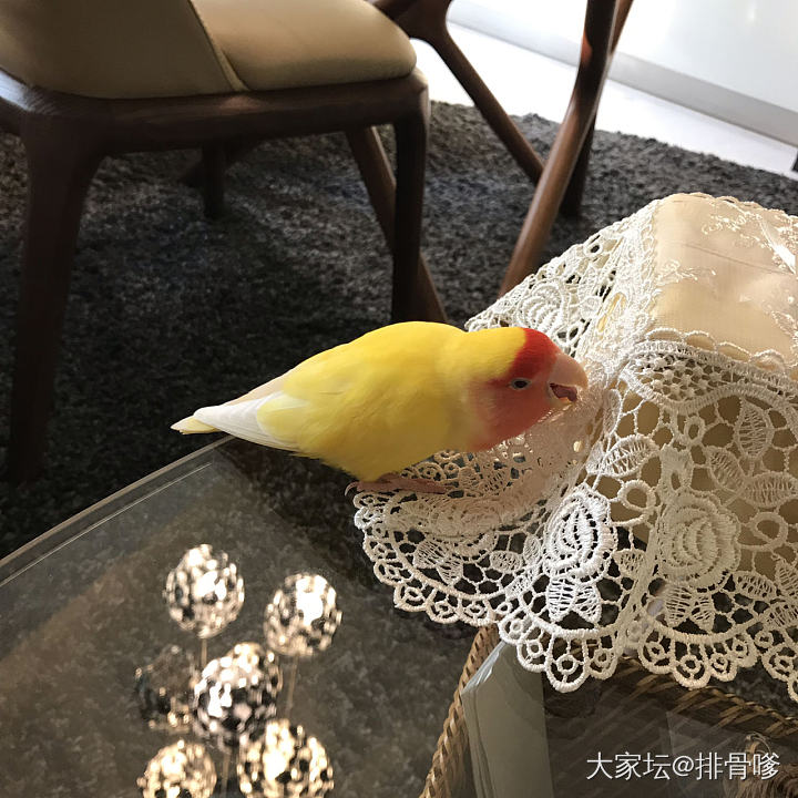 🐤_鸟