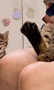 咪咪罩罩咪咪
猫害怕剪指甲，一时又找不到东西盖它的眼睛，于是想到了这个！
哎 太..._宠物