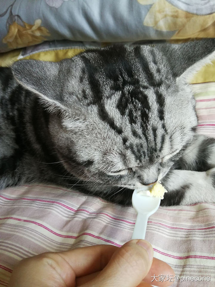 主子两岁了🎂_猫闲聊