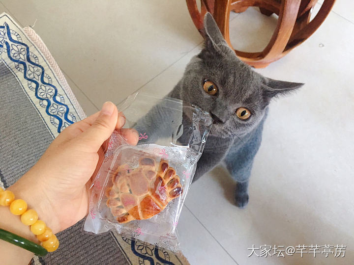 馋嘴小猫咪_美食猫