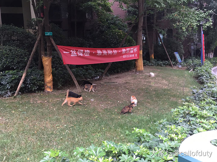 小区流浪喵的集体用餐！_猫