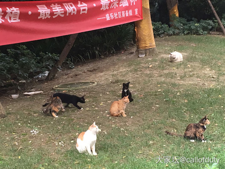 小区流浪喵的集体用餐！_猫