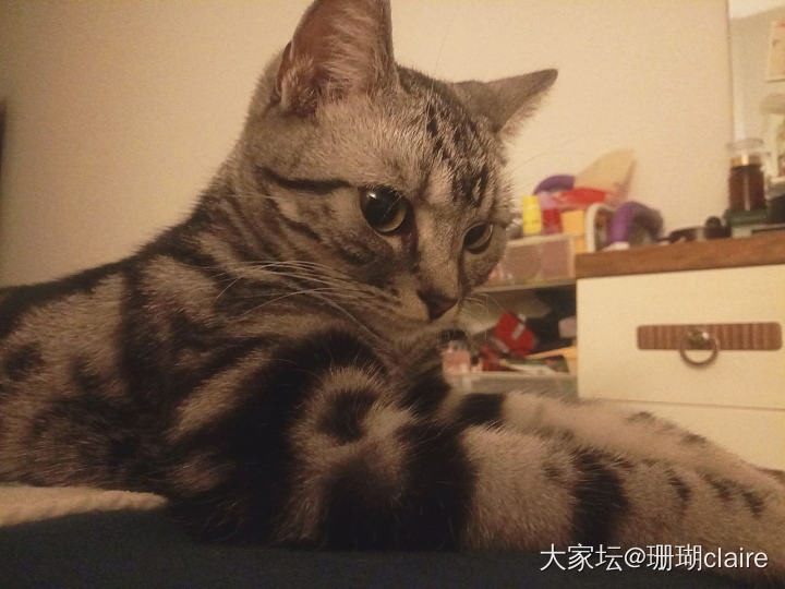 难得的陪睡无敌小可爱……_猫