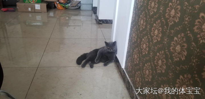 抱歉，该主题已被删除_猫