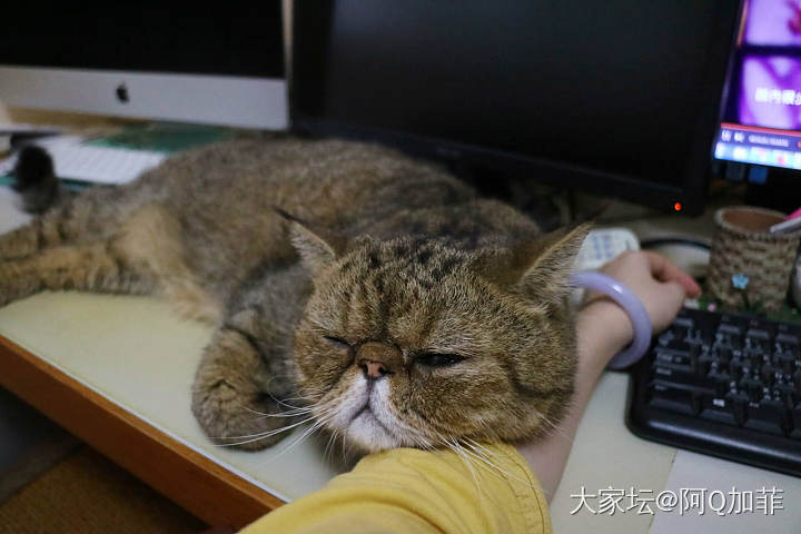 被平底锅砸过的脸_猫