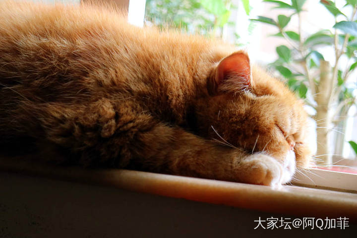 被平底锅砸过的脸_猫