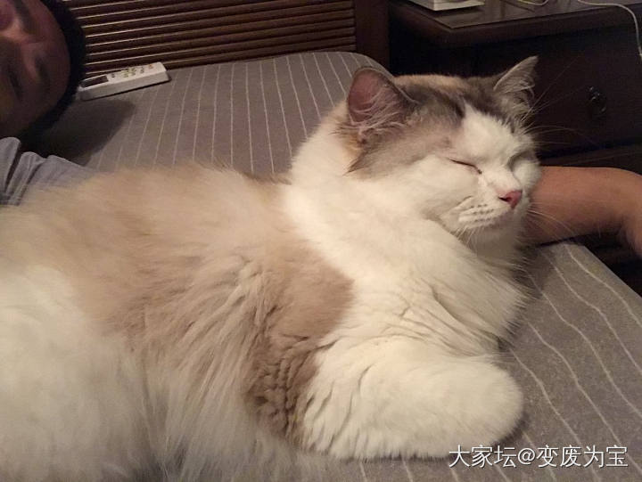 老虎简直就像是长在我胳膊上的😄_猫