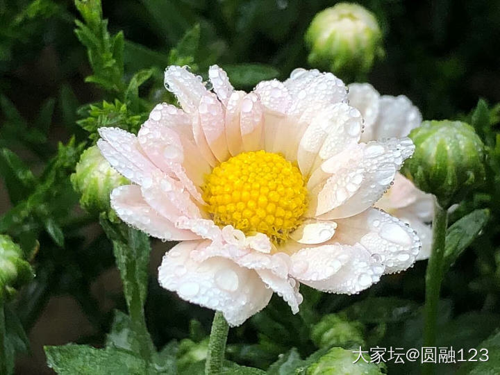 花_植物