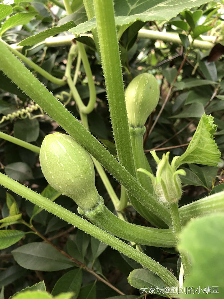 为什么南瓜会这样_植物