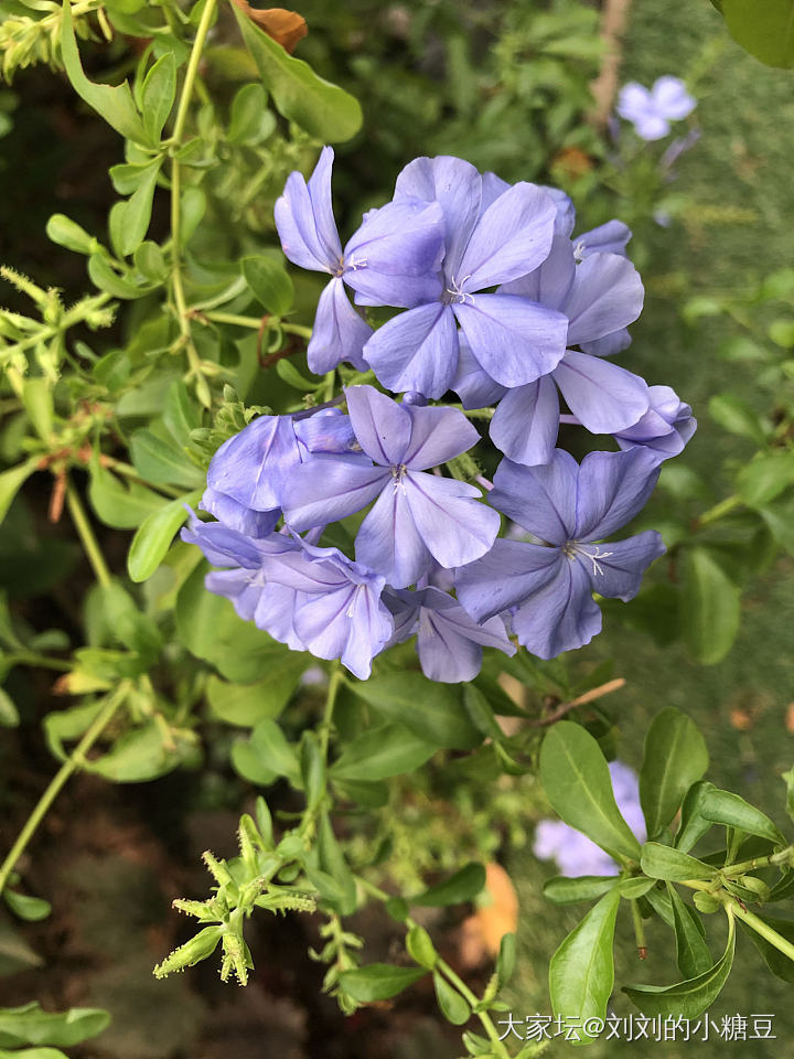 为什么南瓜会这样_植物