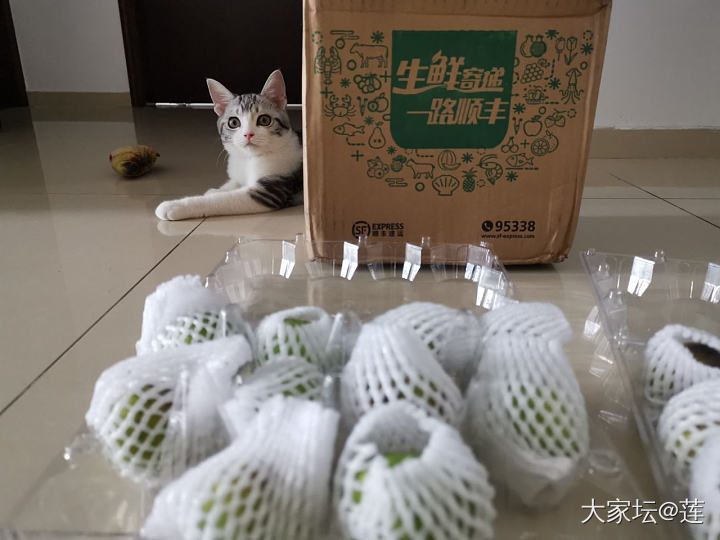 好奇宝宝_猫