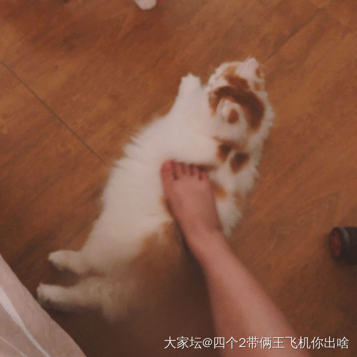 吸猫～小八最近胖一点了，天天追着我要吃的。_猫