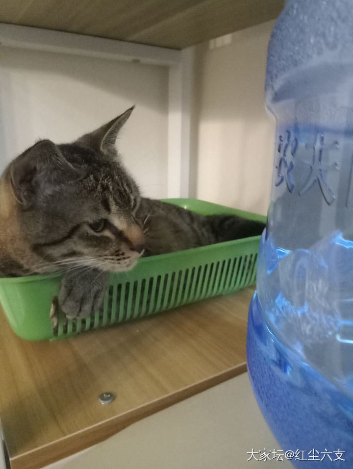 吴道子天天踢水桶_猫