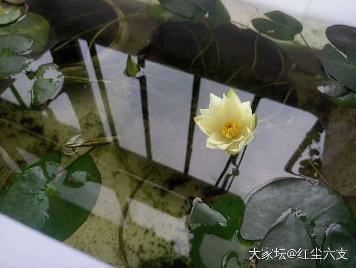 小海吗？_水生植物闲聊