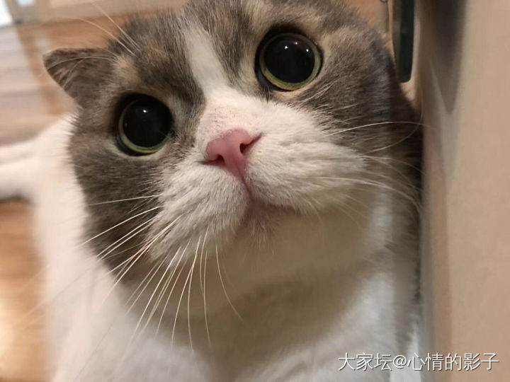 出差了想弟弟_猫