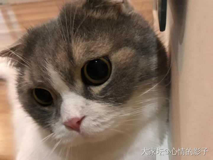 出差了想弟弟_猫