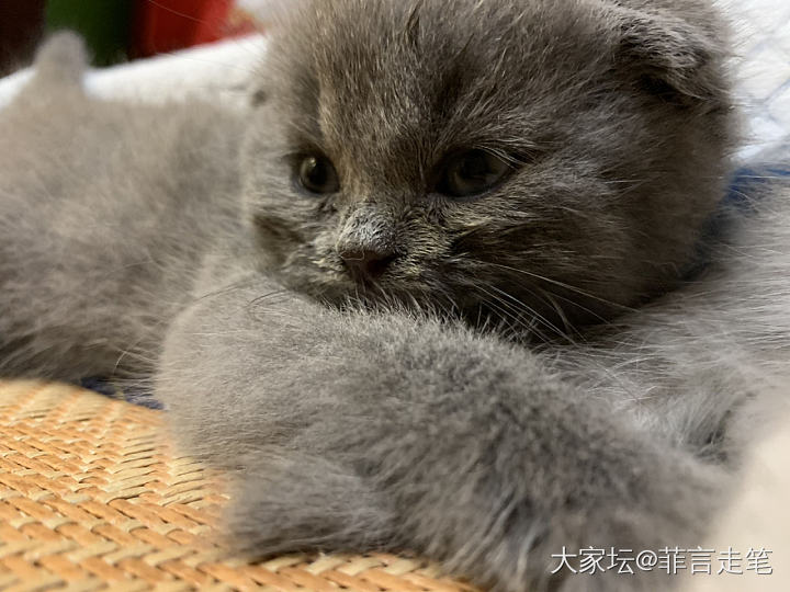 淑芬小可爱_猫