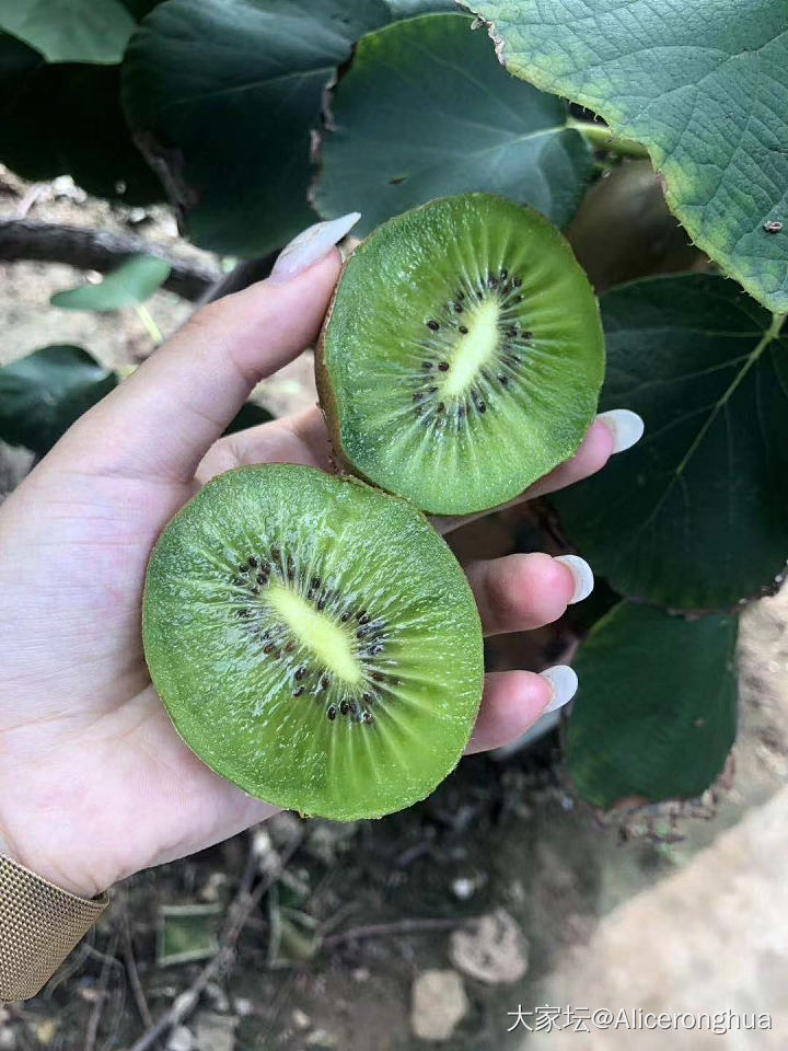 山东水源保护地核心区域的的纯天然有机猕猴桃有要的吗，帮亲戚发一下有需要的请联系我