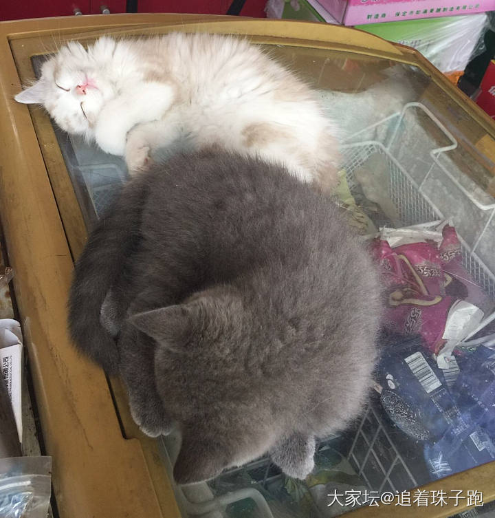 路边午睡的一家喵🐱_猫