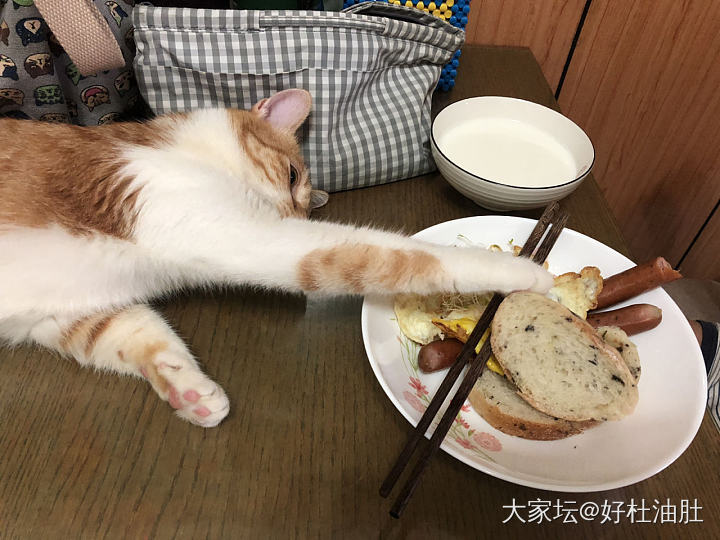 论：此喵要做什么口味的才好吃😋_猫