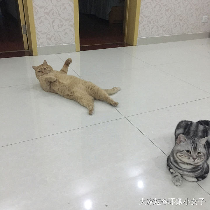 求问首页，如何科学判断一只猫的胖瘦_猫