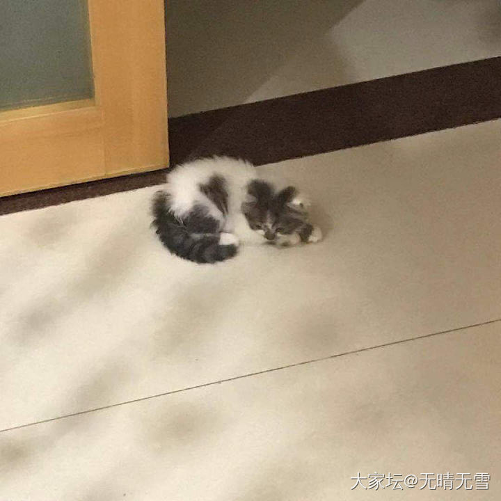 去别人家吸猫_猫