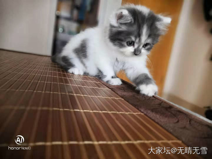 去别人家吸猫_猫